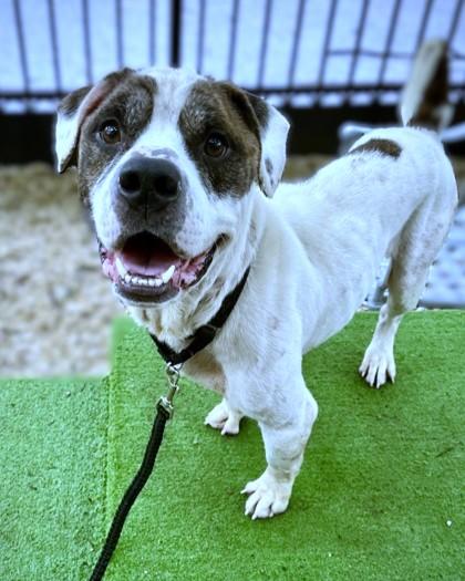 Banner, Adoptable, Adult Male Pit Bull Terrier & Mixed Breed.