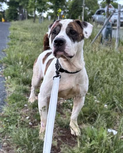 Enlarge Banner, a Adoptable mixed breed in Washington, DC image 1/3