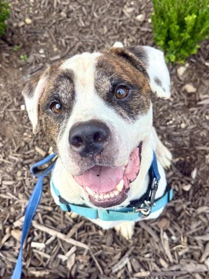 Enlarge Banner, a Adoptable mixed breed in Washington, DC image 2/3
