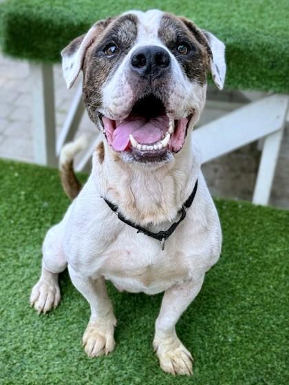 Enlarge Banner, a Adoptable mixed breed in Washington, DC image 2/3