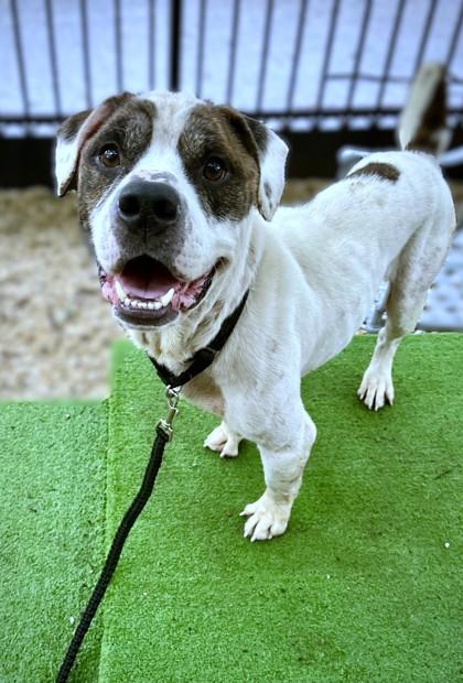 Enlarge Banner, a Adoptable mixed breed in Washington, DC image 2/3