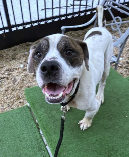Enlarge Banner, a Adoptable mixed breed in Washington, DC image 3/3
