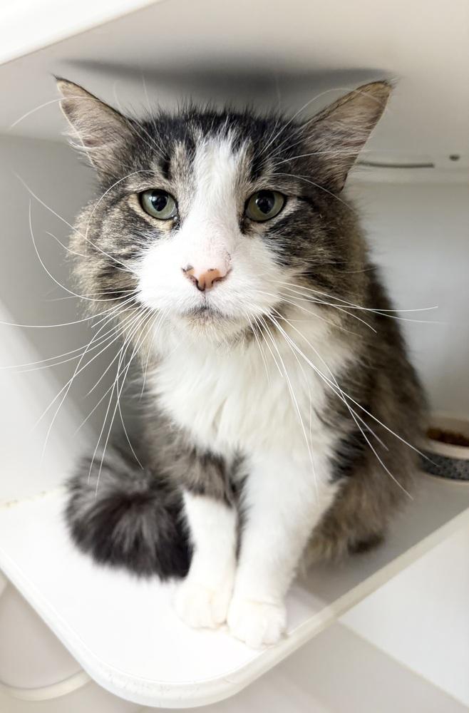 Enlarge Albus ~ Shop Cat Possibility! Please read my bio!, a Adoptable Domestic Long Hair in Rochester, IN image 1/1