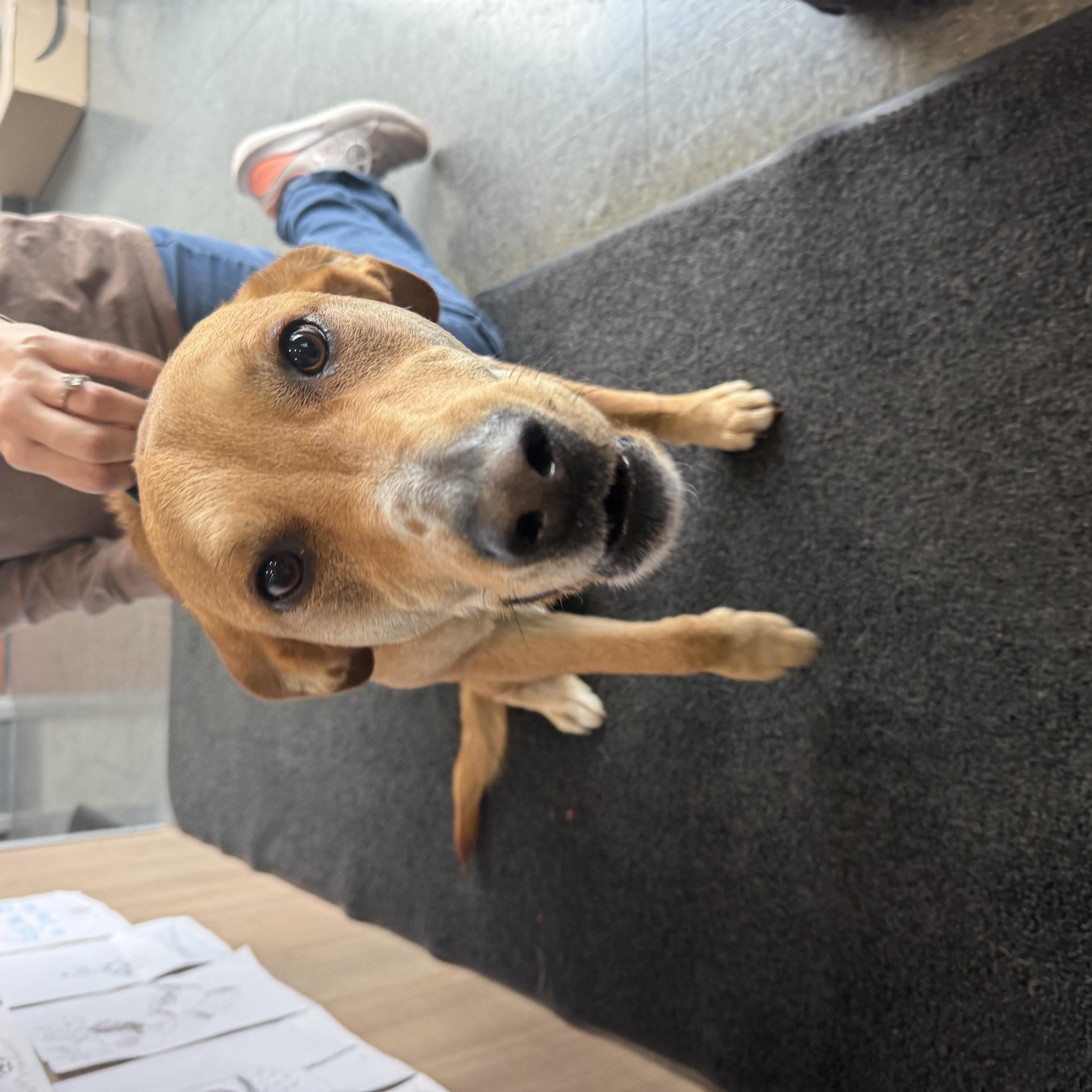 Enlarge copper, an adopted mixed breed in Shelbyville, IN image 2/2