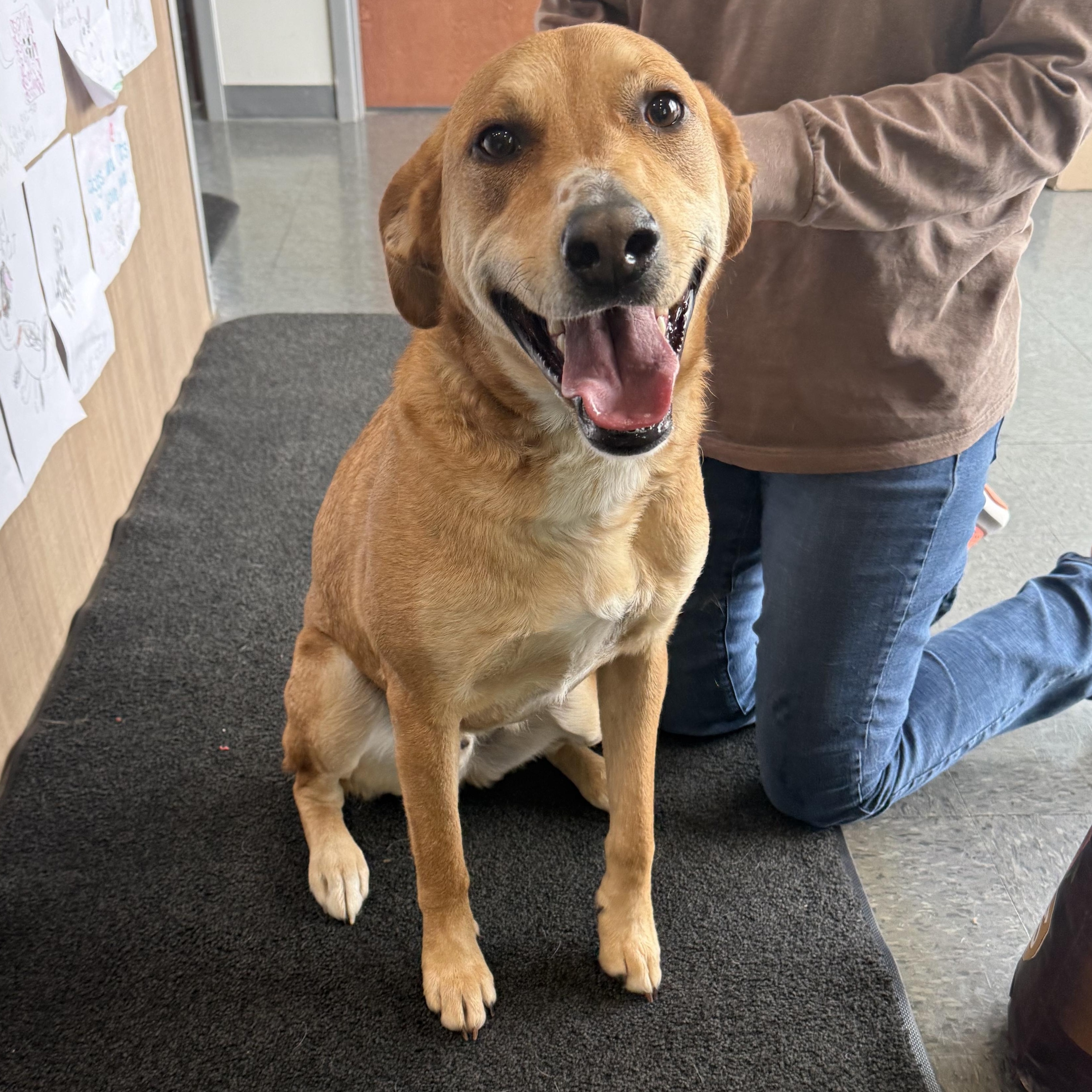 copper, adopted, Young Male Great Pyrenees & Black and Tan Coonhound.