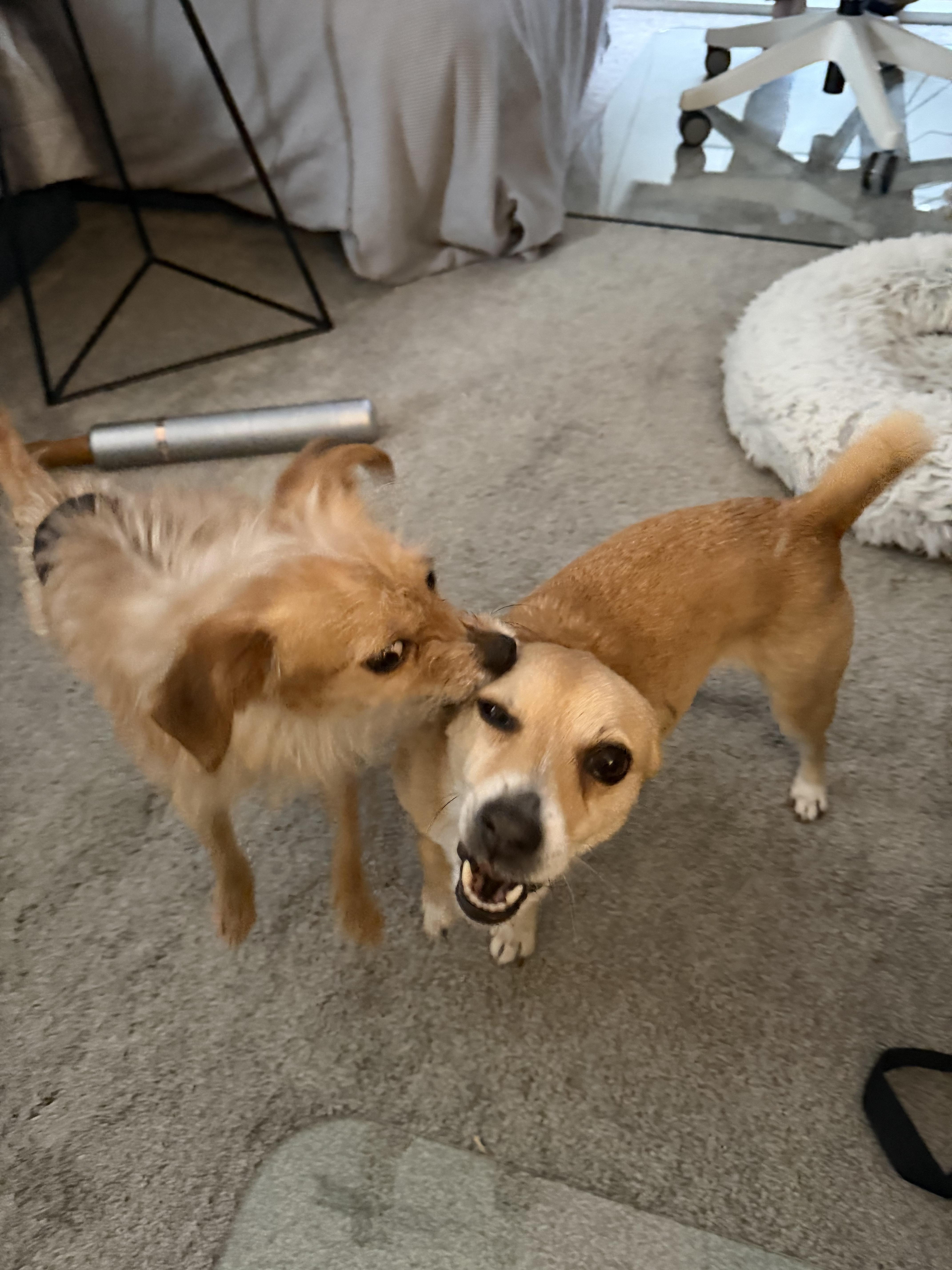 Enlarge Jax, a ADOPTABLE mixed breed in Matthews, NC image 3/4