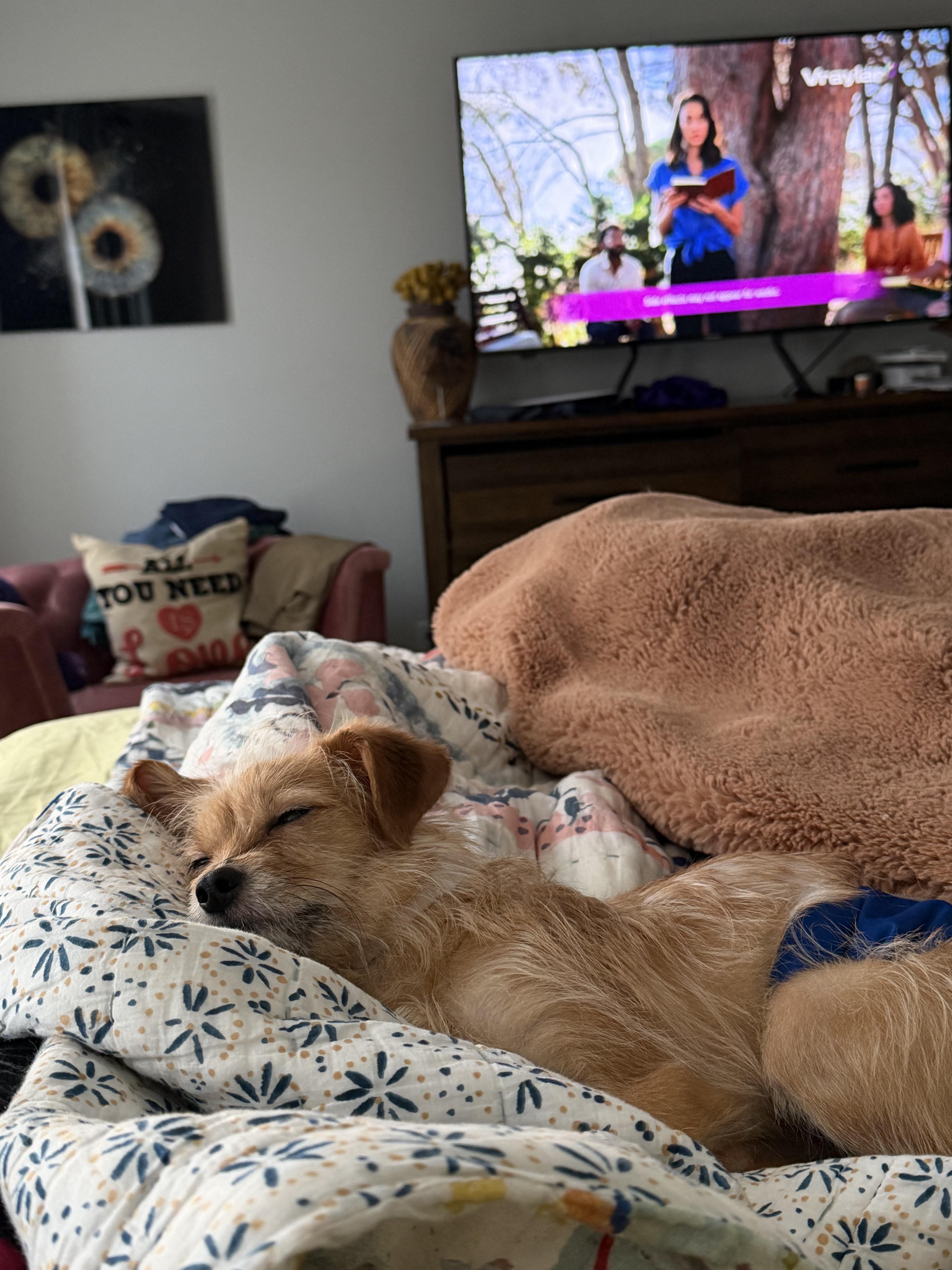 Enlarge Jax, a ADOPTABLE mixed breed in Matthews, NC image 4/4