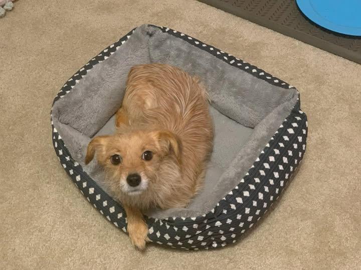 Enlarge Jax, a ADOPTABLE mixed breed in Matthews, NC image 1/4