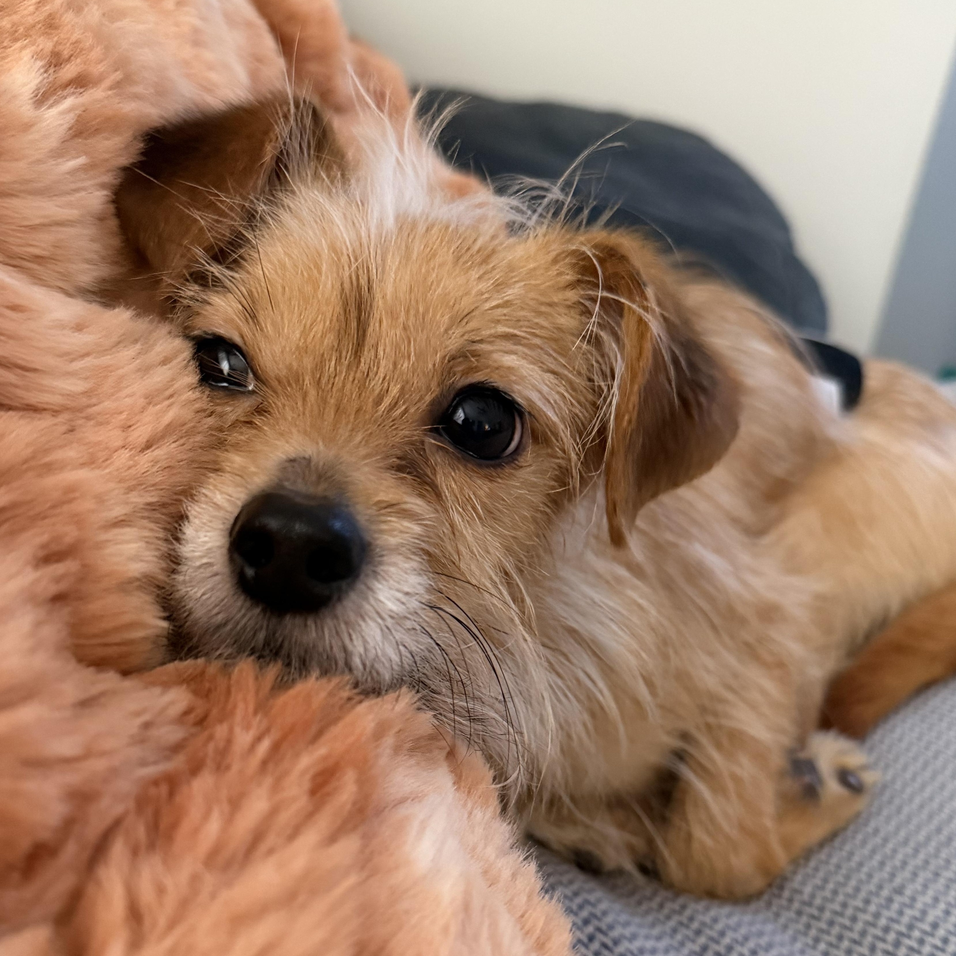 Jax, ADOPTABLE, Young Male Chihuahua & Yorkshire Terrier.