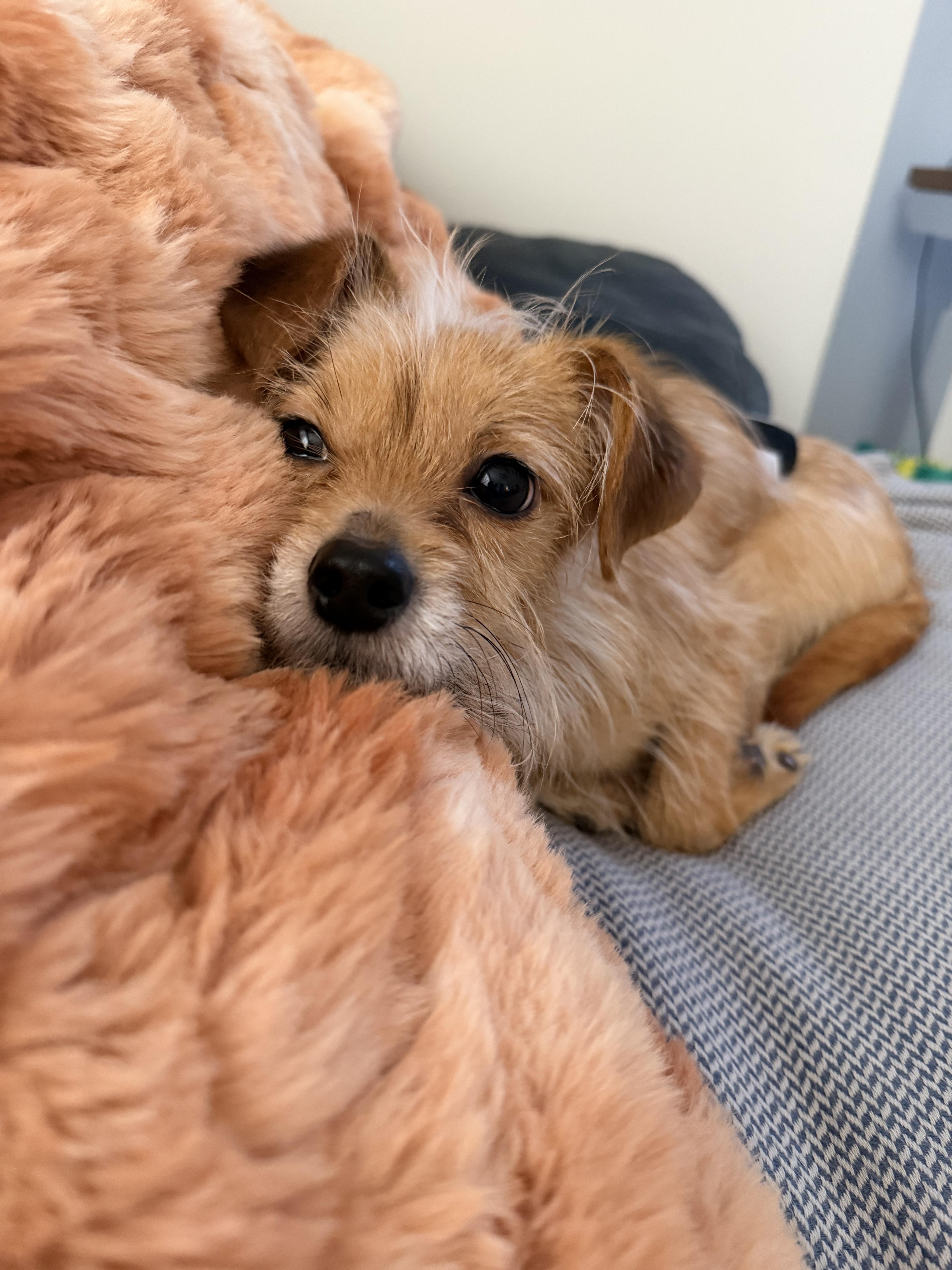 Enlarge Jax, a ADOPTABLE mixed breed in Matthews, NC image 2/4