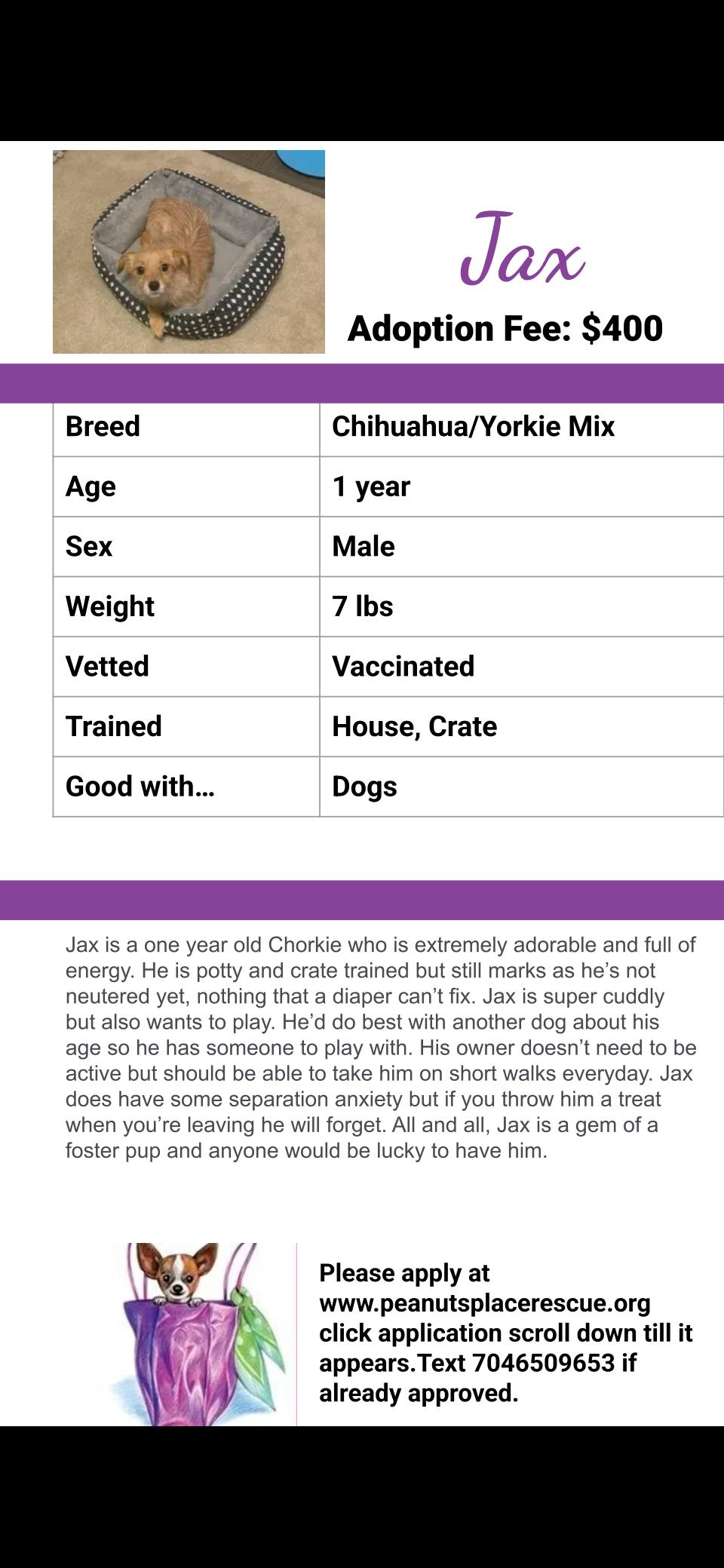 Enlarge Jax, a ADOPTABLE mixed breed in Matthews, NC image 5/5