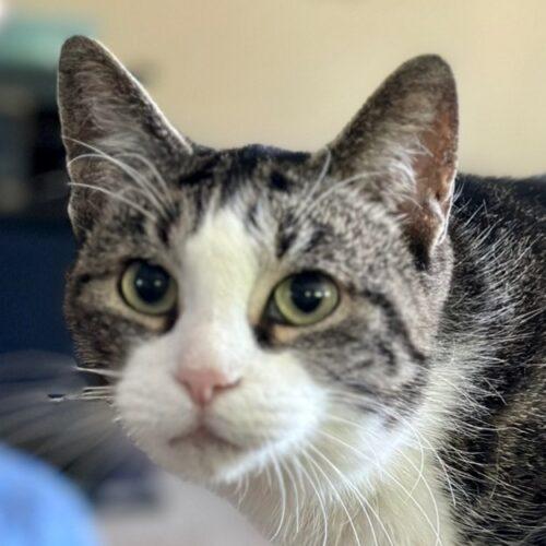 Enlarge Shoupy, a Adoptable Domestic Short Hair in Tipp City, OH image 1/5