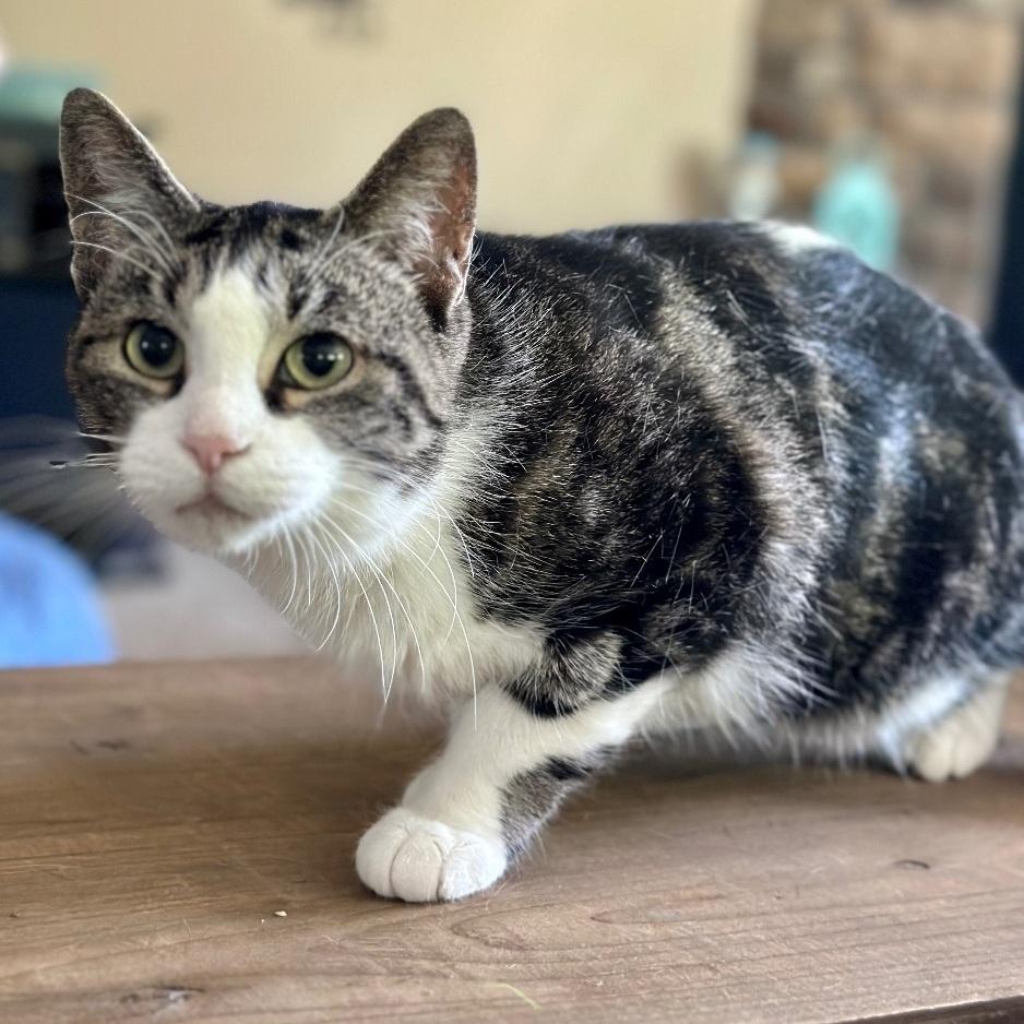 Shoupy, a Adoptable Domestic Short Hair in Tipp City, OH image 2/6