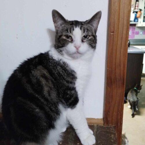 Enlarge Shoupy, a Adoptable Domestic Short Hair in Tipp City, OH image 2/5