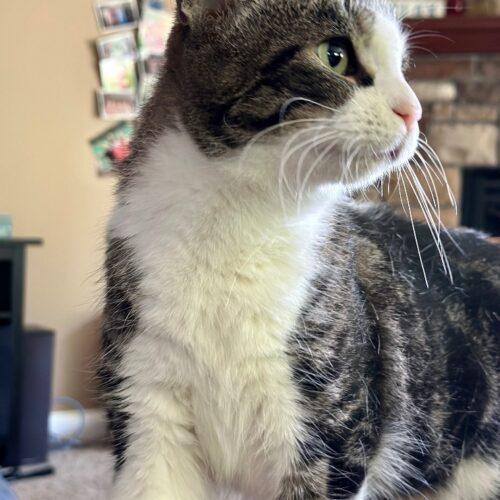 Enlarge Shoupy, a Adoptable Domestic Short Hair in Tipp City, OH image 3/5