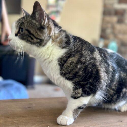 Enlarge Shoupy, a Adoptable Domestic Short Hair in Tipp City, OH image 5/5