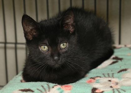 Atticus, Adoptable, Young Female Domestic Short Hair & Domestic Short Hair.