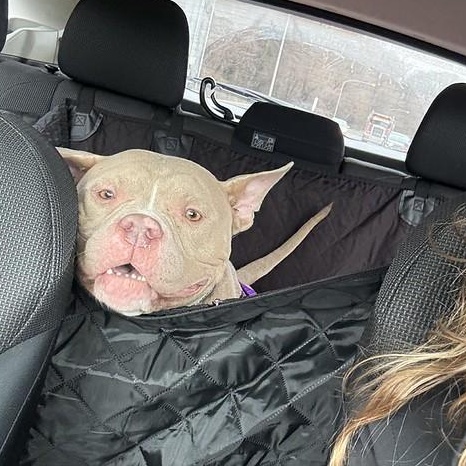 Sunny, a ADOPTABLE American Bully in Chester, PA image 4/4