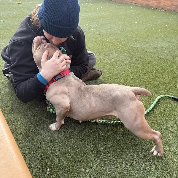 Sunny, a ADOPTABLE American Bully in Chester, PA image 2/4