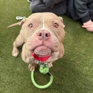 Sunny, a ADOPTABLE American Bully in Chester, PA image 1/4