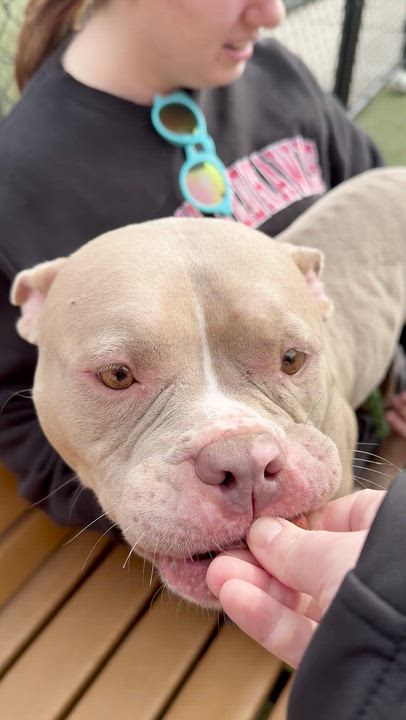 Enlarge Sunny, a ADOPTABLE American Bully in Chester, PA video 3/4