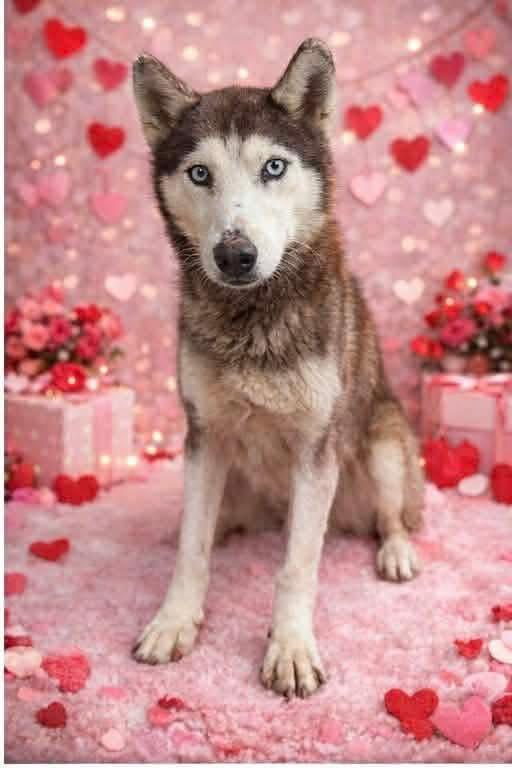 Icy, ADOPTABLE, Adult Female Husky.