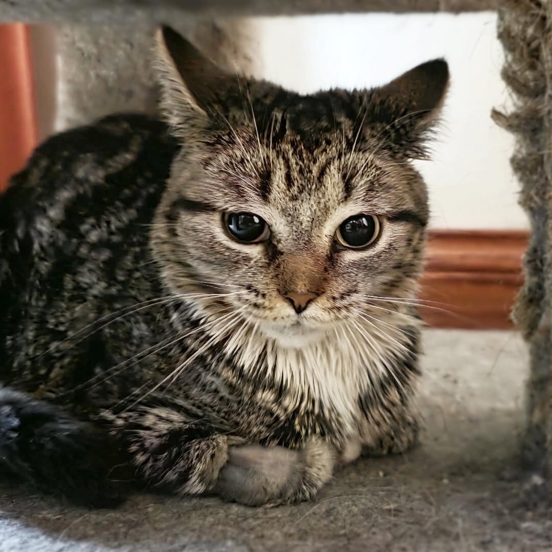 Enlarge Lumi, a other Tabby in Corsica, PA image 1/6