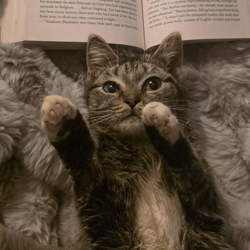 Enlarge Lumi, a other Tabby in Corsica, PA image 2/6