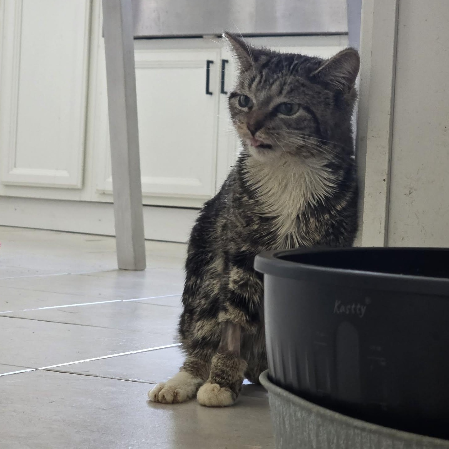 Enlarge Lumi, a other Tabby in Corsica, PA image 3/6