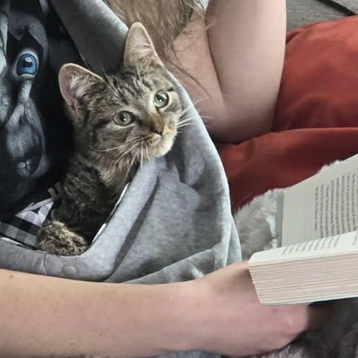 Enlarge Lumi, a other Tabby in Corsica, PA image 4/6