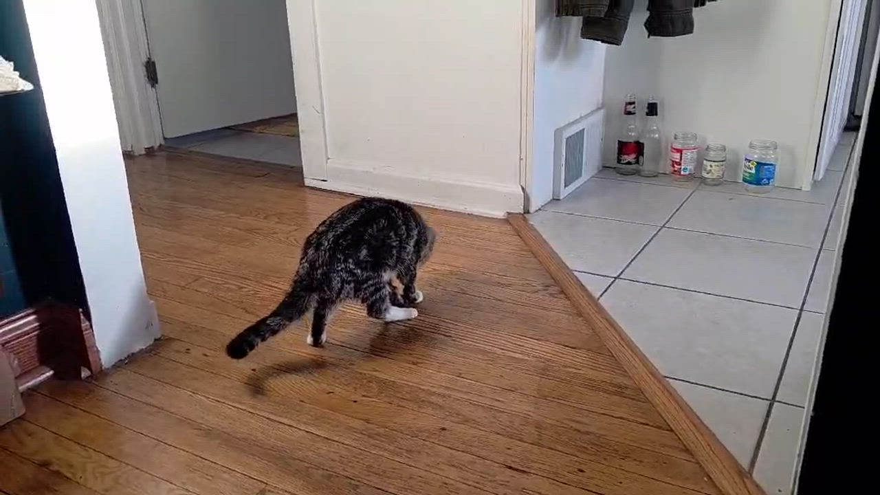 Enlarge Lumi, a other Tabby in Corsica, PA video 5/6