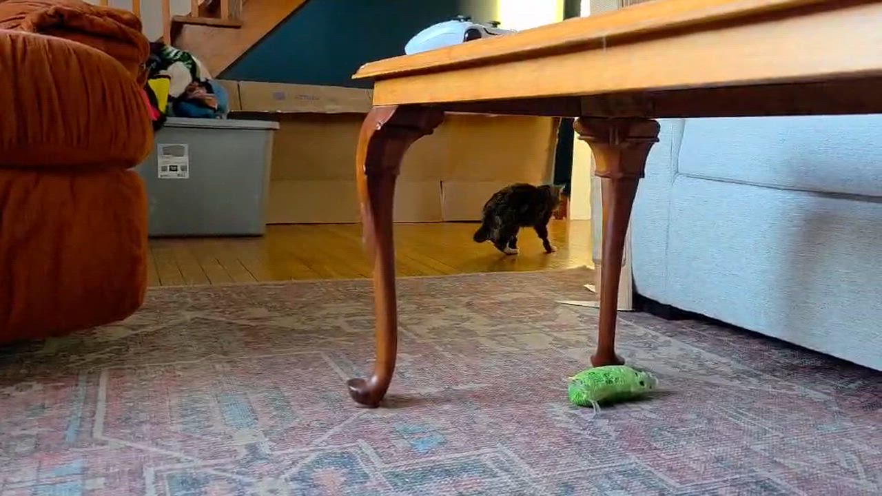 Enlarge Lumi, a other Tabby in Corsica, PA video 6/6