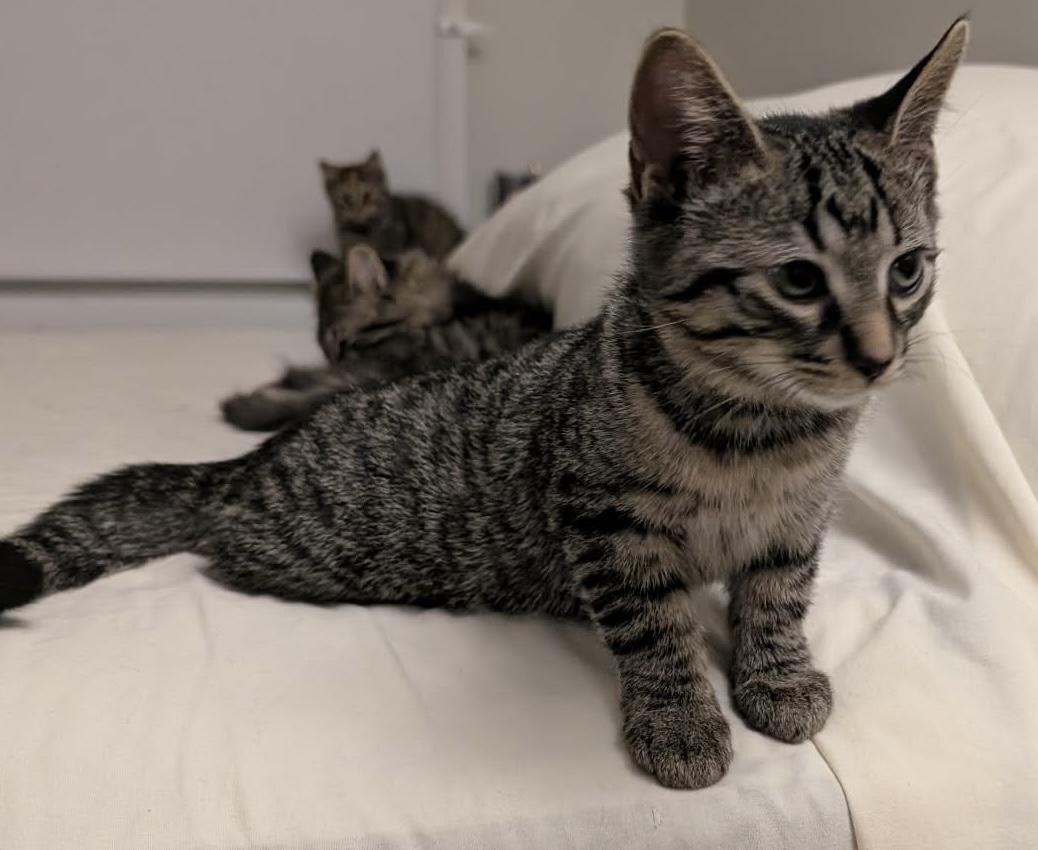 Enlarge Slinky, a ADOPTABLE Domestic Short Hair in Pointe-Claire, QC image 2/4