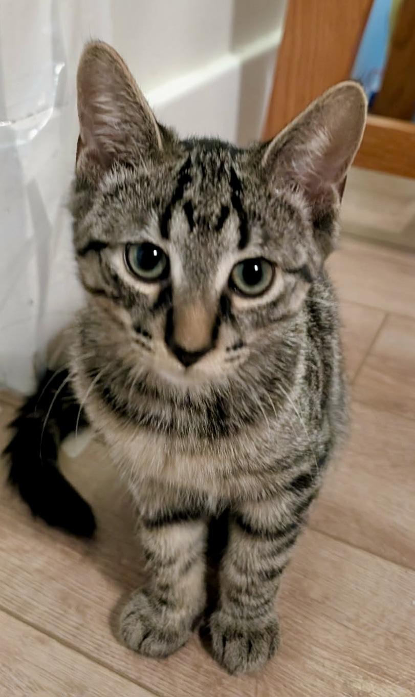 Slinky, ADOPTABLE, Kitten Male Domestic Short Hair.