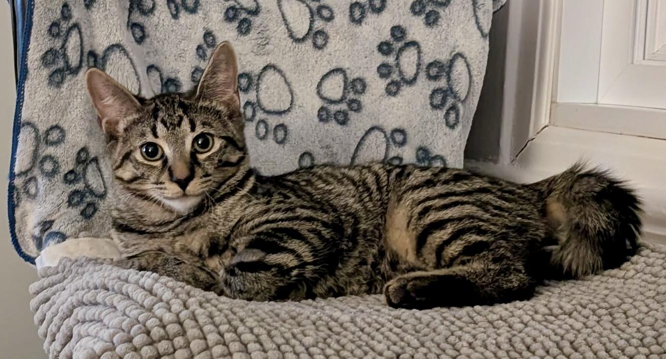 Enlarge Slinky, a ADOPTABLE Domestic Short Hair in Pointe-Claire, QC image 3/4