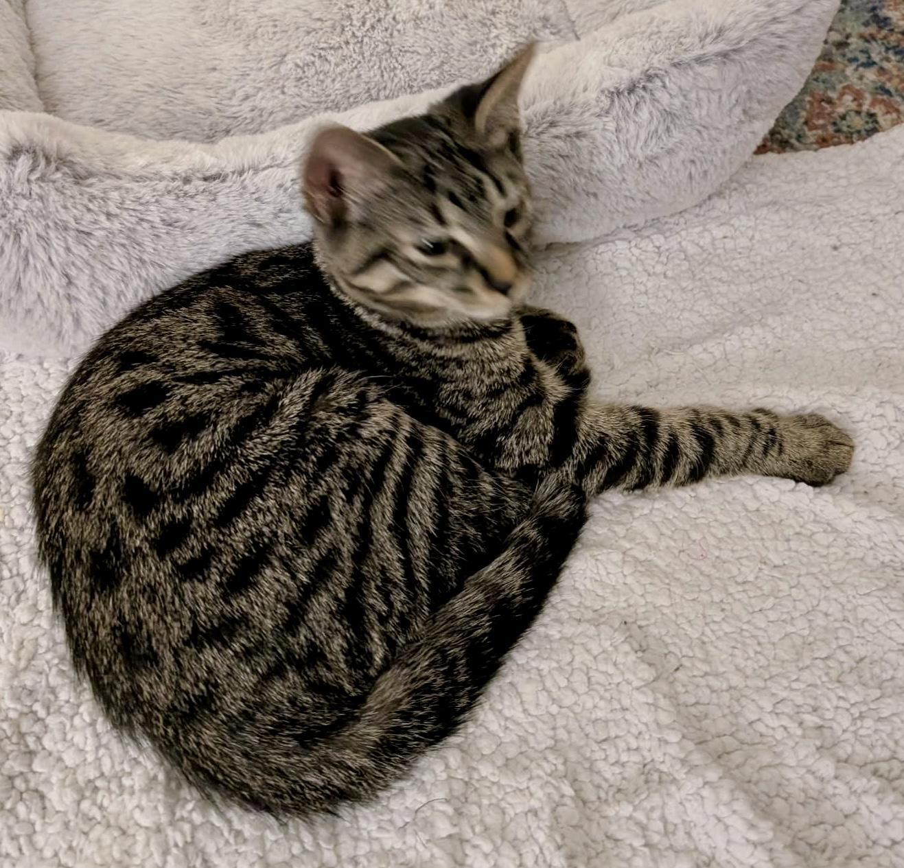 Enlarge Slinky, a ADOPTABLE Domestic Short Hair in Pointe-Claire, QC image 4/4