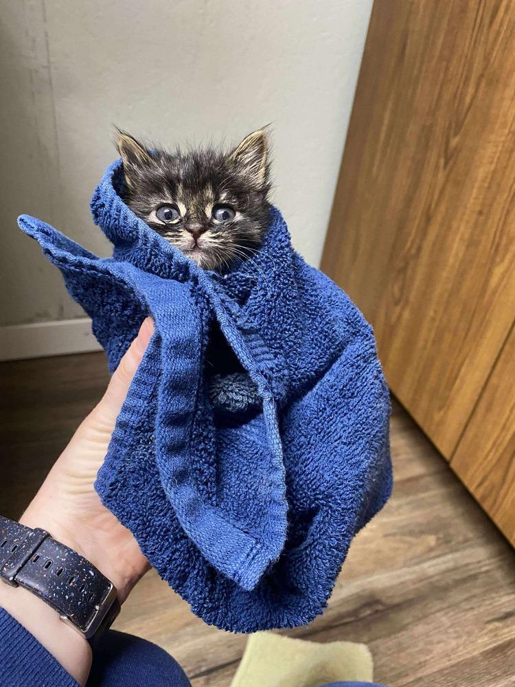 **Cat Cafe** Thistle, adopted, Kitten Female Domestic Medium Hair.