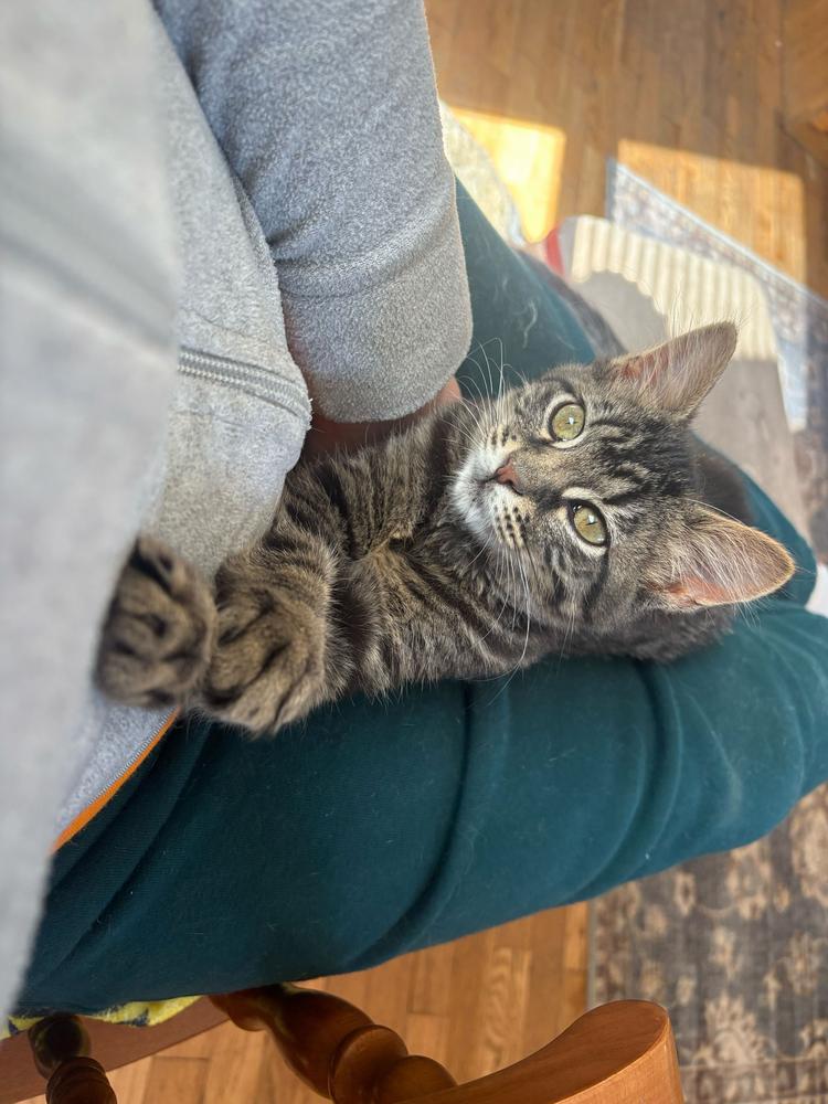 **Cat Cafe** Thistle, an adopted Domestic Medium Hair in Topeka, KS image 2/6