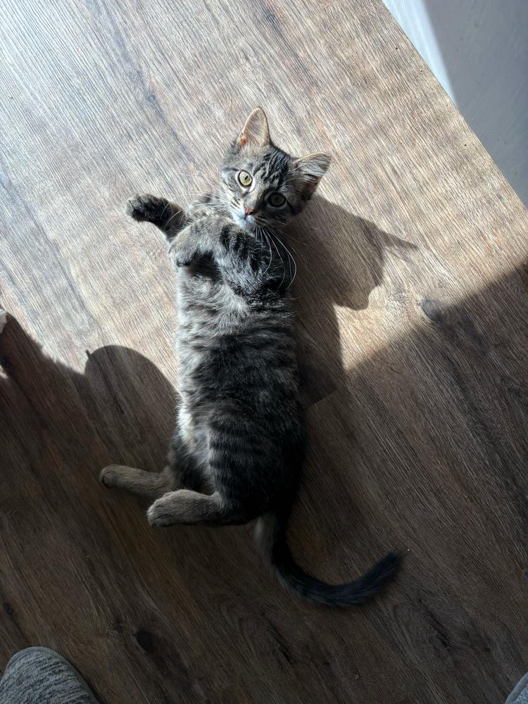 **Cat Cafe** Thistle, an adopted Domestic Medium Hair in Topeka, KS image 4/6