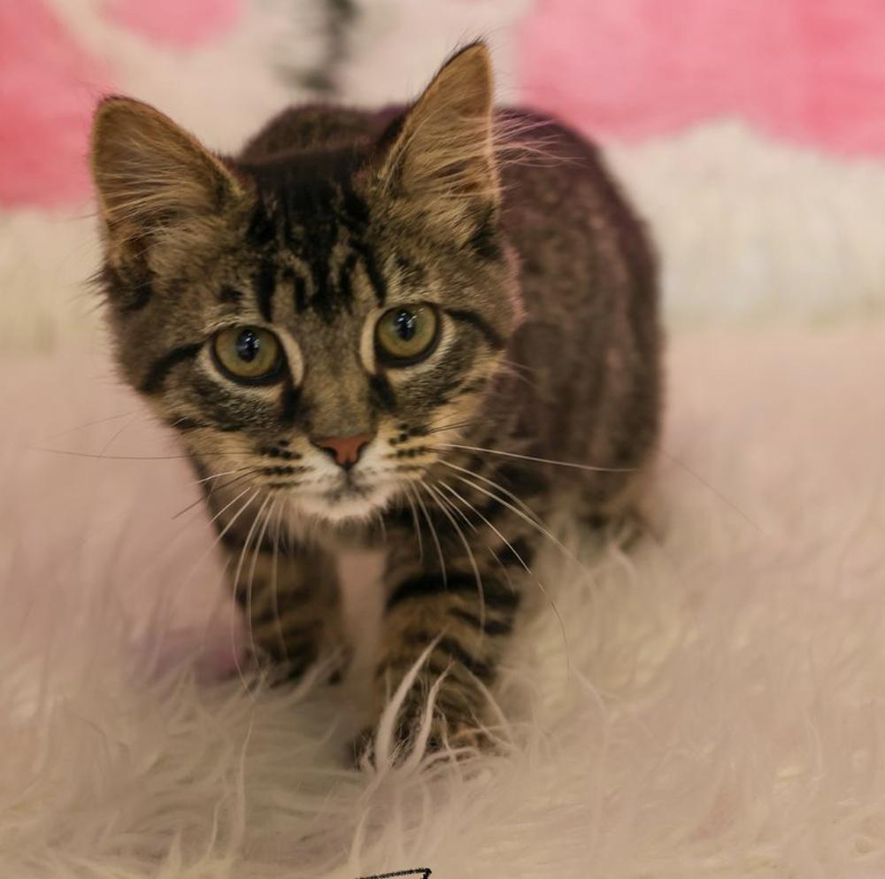 **Cat Cafe** Thistle, an adopted Domestic Medium Hair in Topeka, KS image 5/6