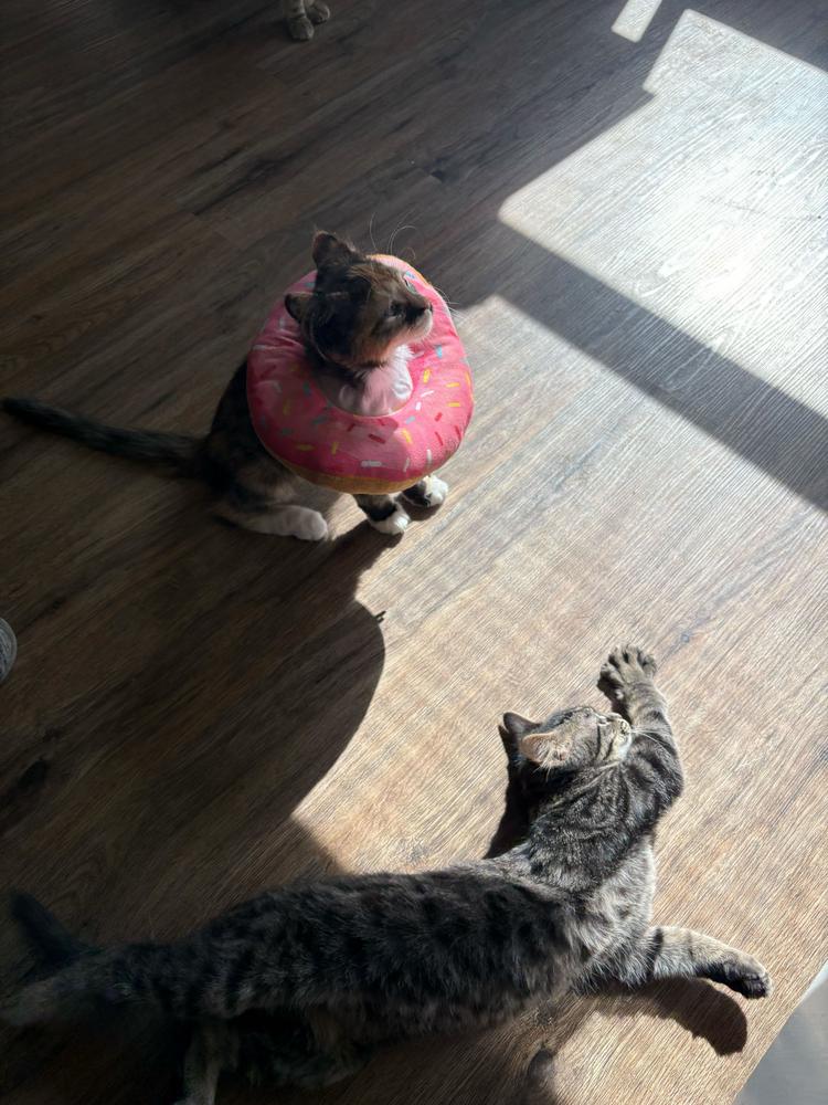 **Cat Cafe** Thistle, an adopted Domestic Medium Hair in Topeka, KS image 6/6