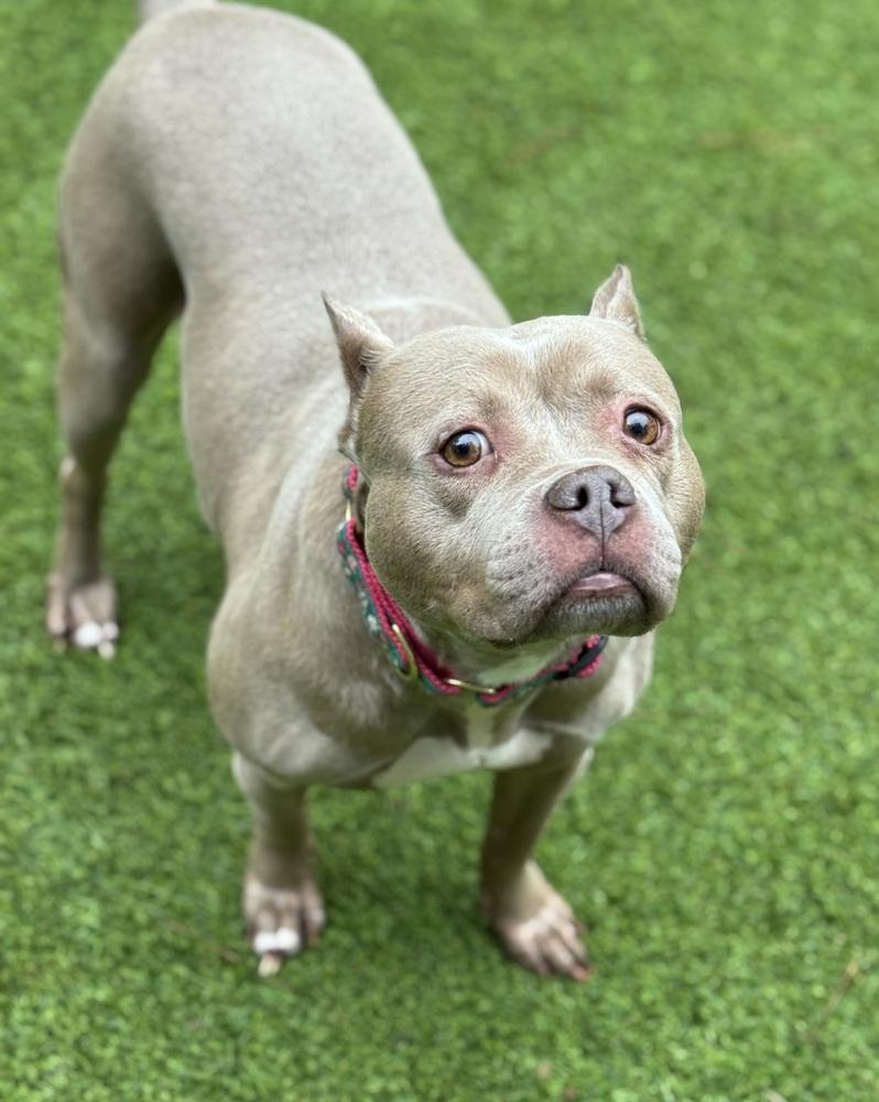 Mocha, a Adoptable Pit Bull Terrier in Dunwoody, GA image 1/4