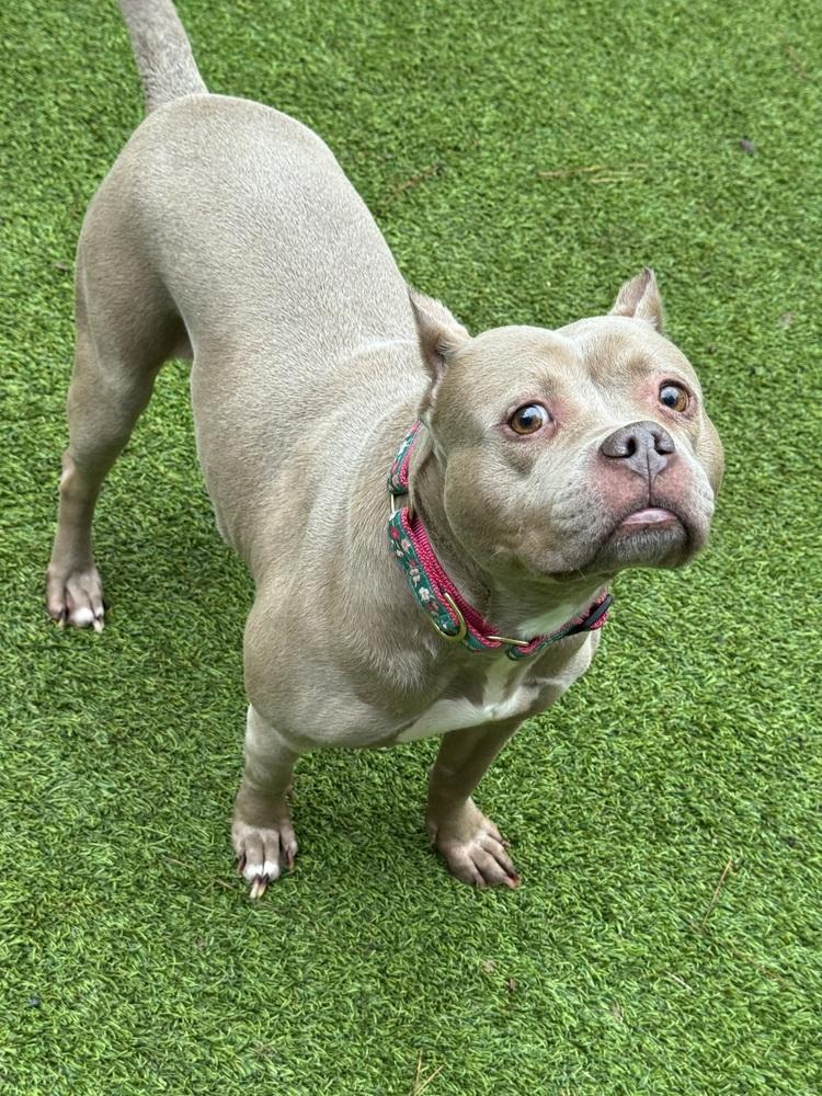 Mocha, a Adoptable Pit Bull Terrier in Dunwoody, GA image 2/4