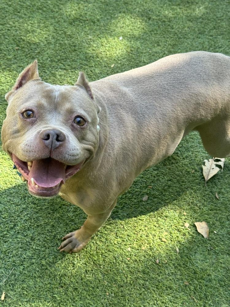 Mocha, Adoptable, Adult Female Pit Bull Terrier.