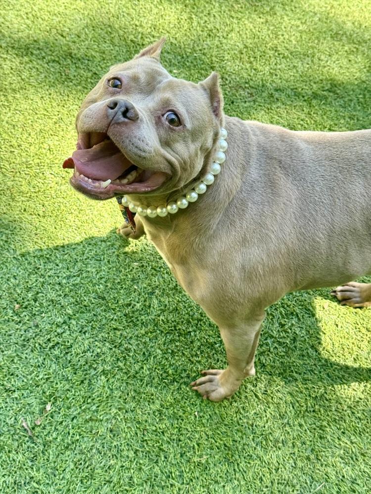 Mocha, a Adoptable Pit Bull Terrier in Dunwoody, GA image 2/4