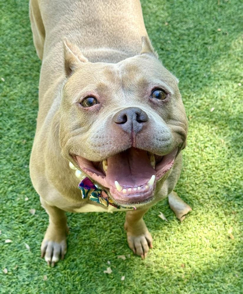 Mocha, a Adoptable Pit Bull Terrier in Dunwoody, GA image 3/4