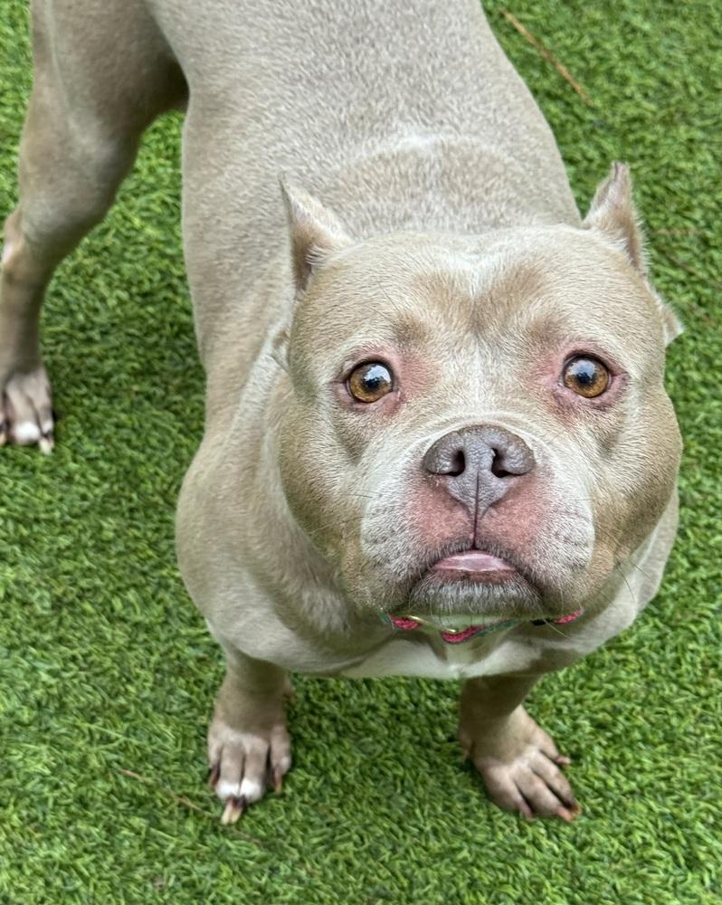 Mocha, a Adoptable Pit Bull Terrier in Dunwoody, GA image 3/4