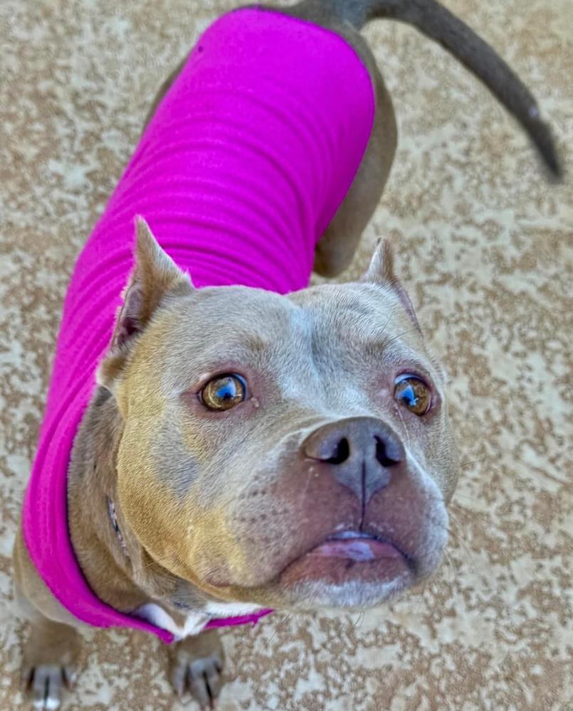 Mocha, a Adoptable Pit Bull Terrier in Dunwoody, GA image 4/4