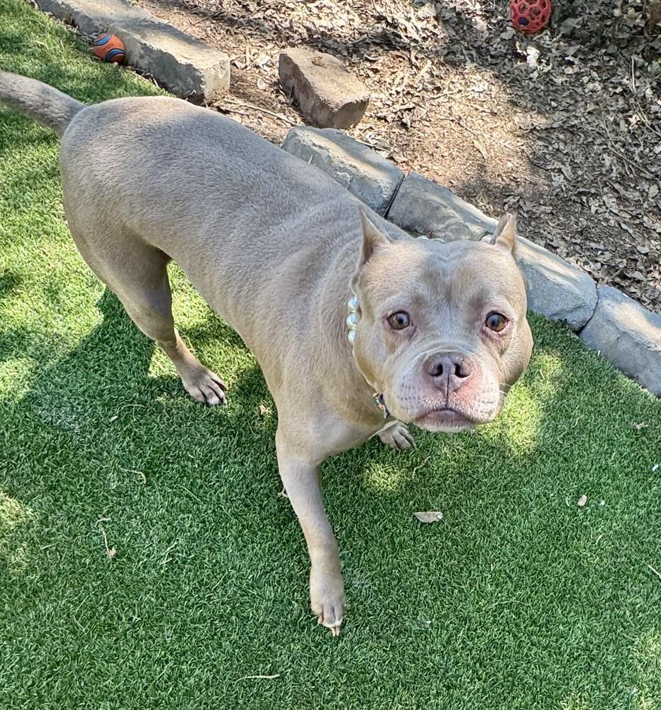 Mocha, a Adoptable Pit Bull Terrier in Dunwoody, GA image 4/4