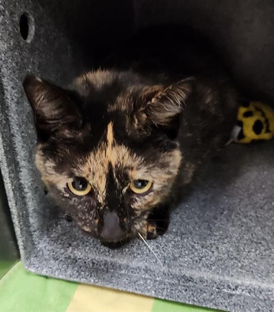 Enlarge DUSHKA, a Adoptable Domestic Short Hair in Pueblo, CO image 1/1